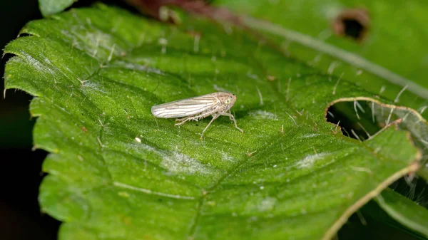 Leafhopper Típico Família Cicadellidae — Fotografia de Stock
