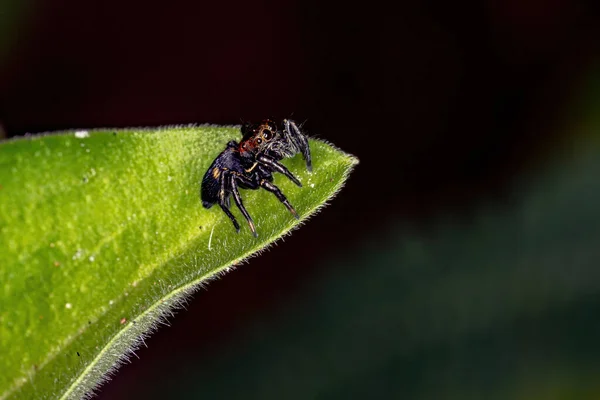 Springende Spinne Der Gattung Phiale — Stockfoto