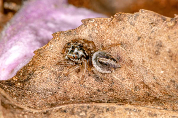 Skoki Pająka Podplemienia Freyina — Zdjęcie stockowe