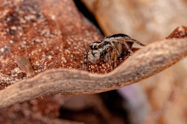 Springende Spinne Des Substamms Freyina — Stockfoto