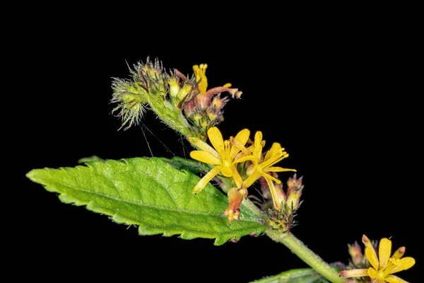 Flor Amarela Subfamília Grewioideae — Fotografia de Stock