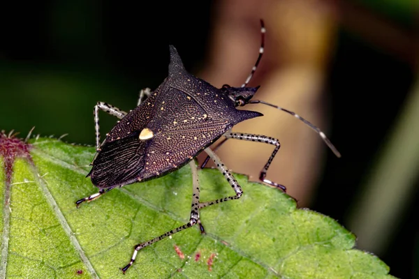 Bug Fedorento Espécie Proxys Albopunctulatus — Fotografia de Stock