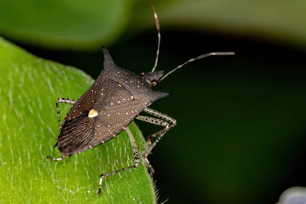 Stink Bug Species Proxys Albopunctulatus — 스톡 사진