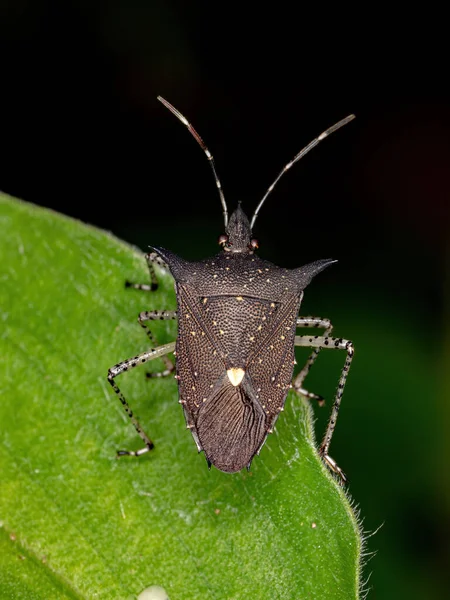 Śmierdzący Bug Gatunku Proxys Albopunctulatus — Zdjęcie stockowe