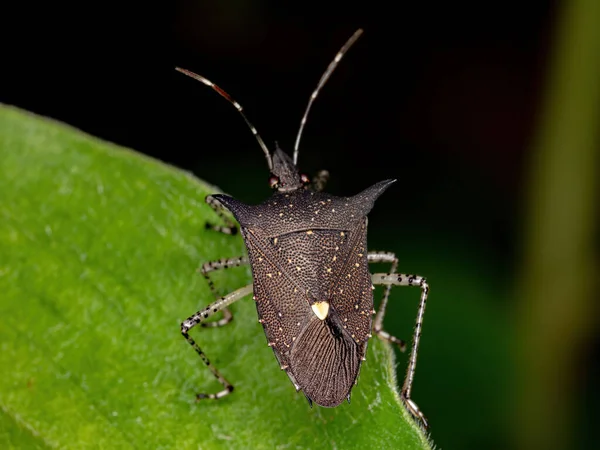 Śmierdzący Bug Gatunku Proxys Albopunctulatus — Zdjęcie stockowe