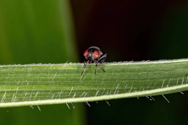 Avbildad Fluga Släktet Notogramma — Stockfoto