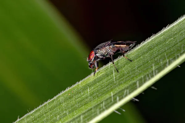 Avbildad Fluga Släktet Notogramma — Stockfoto