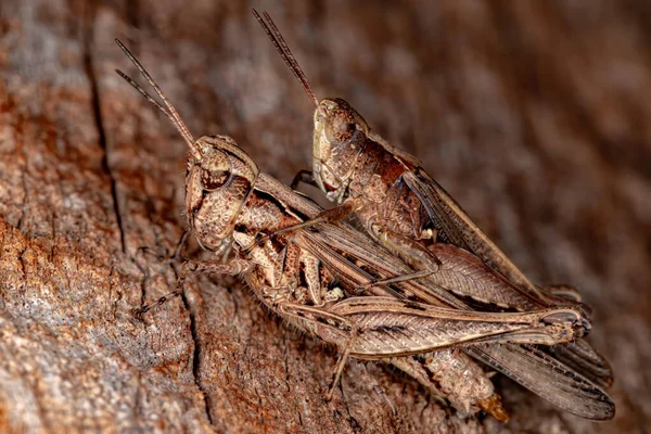 Grasshopper Chifres Curtos Família Acrididae — Fotografia de Stock