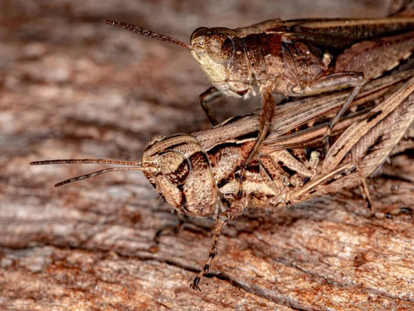 Коротконогий Кузнечик Семейства Acrididae — стоковое фото