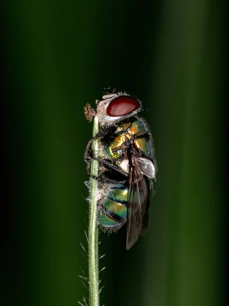 Dead Blow Fly Familia Calliphoridae —  Fotos de Stock