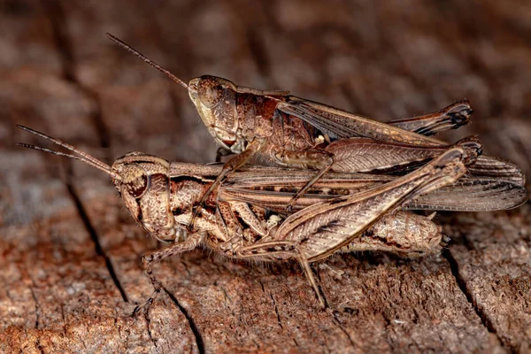 Kortgehoornde Sprinkhaan Van Familie Acrididae — Stockfoto