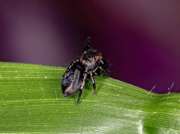 Aranha Saltadora Gênero Phiale — Fotografia de Stock