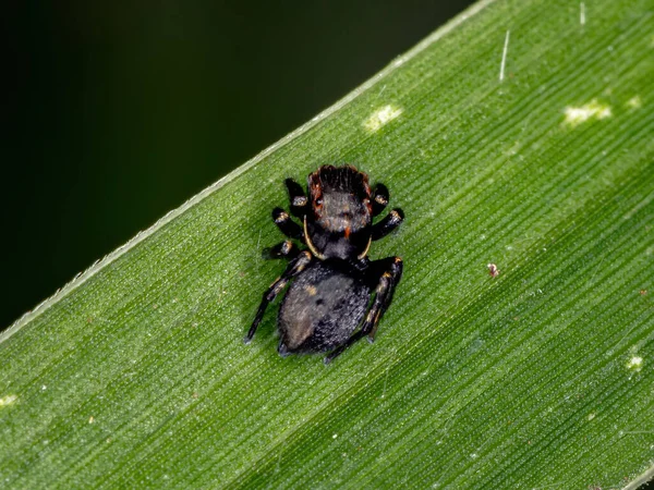 Hoppande Spindel Släktet Phiale — Stockfoto