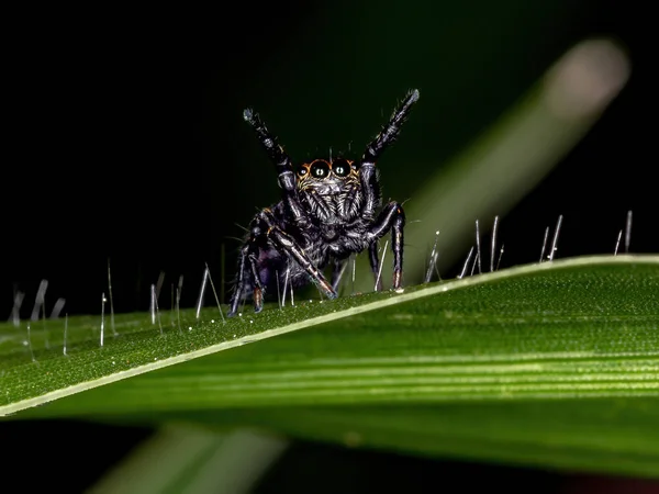 Springspin Van Het Geslacht Phiale — Stockfoto