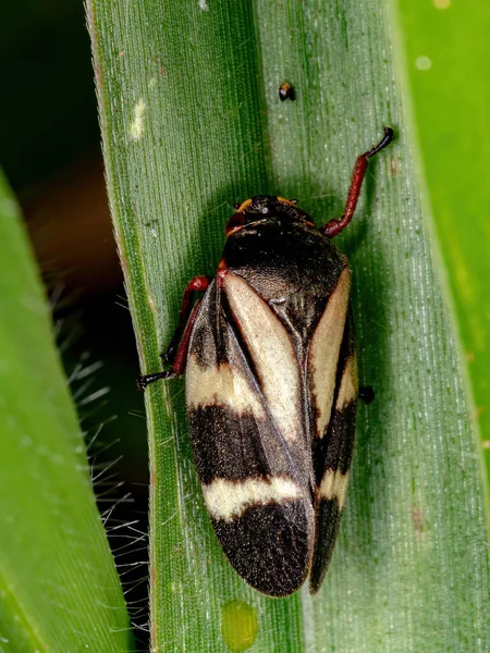 Braziliaanse Froghopper Van Soort Deois Flavopicta — Stockfoto