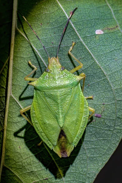 Verde Fedor Bug Gênero Chlorocoris — Fotografia de Stock