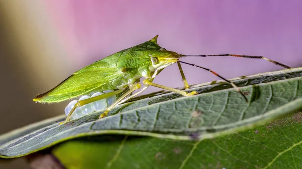 Grüner Stinkkäfer Der Gattung Chlorocoris — Stockfoto