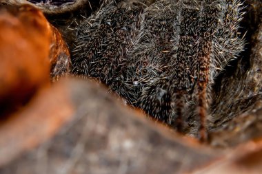 Eriophora cinsinin klasik Orbweaver 'ı.
