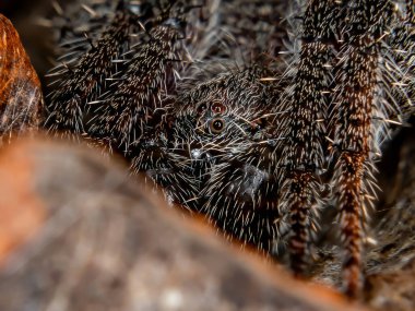 Eriophora cinsinin klasik Orbweaver 'ı.