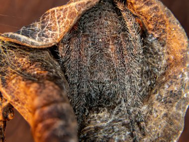 Eriophora cinsinin klasik Orbweaver 'ı.