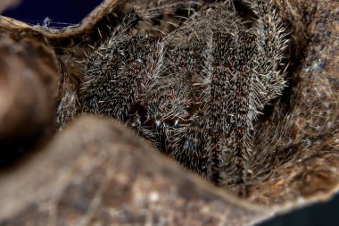 Eriophora cinsinin klasik Orbweaver 'ı.