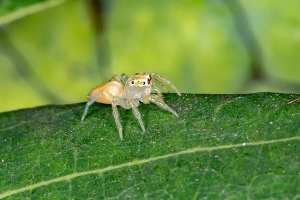 Kis Ugró Pók Chira Nemzetségből — Stock Fotó