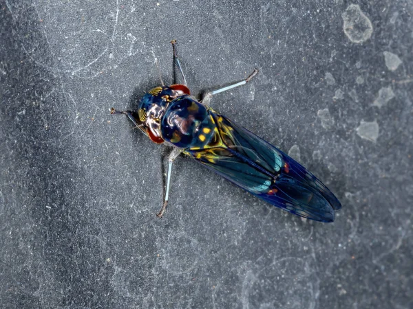 Leafhopper Típico Família Cicadellidae — Fotografia de Stock