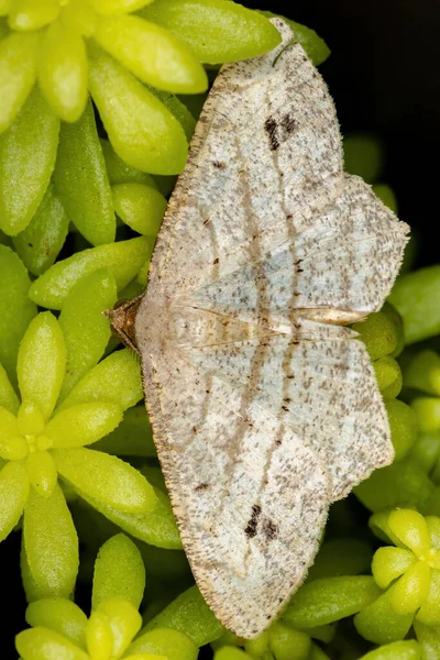 Geometer Moth Family Geometridae — Stock Photo, Image