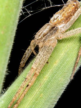 Philodromidae ailesinin Koşan Yengeç Örümceği