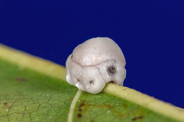 Escala Cera Del Género Ceroplastes — Foto de Stock