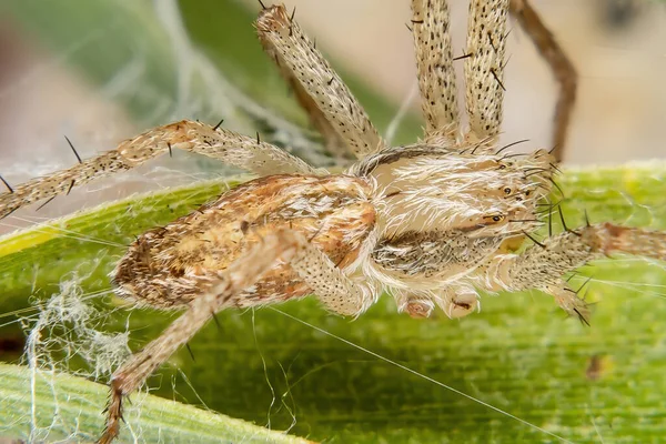 Крабовий Павук Родини Philodromidae — стокове фото