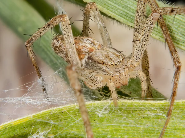 Philodromidae Ailesinin Koşan Yengeç Örümceği — Stok fotoğraf