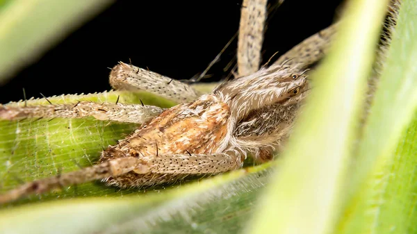 Ragno Granchio Della Famiglia Philodromidae — Foto Stock