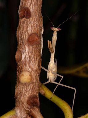 Oxyopsis cinsinin Brezilya Mantid 'i