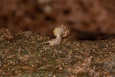 Bradybaena benzeri Asyalı Serseri Salyangoz