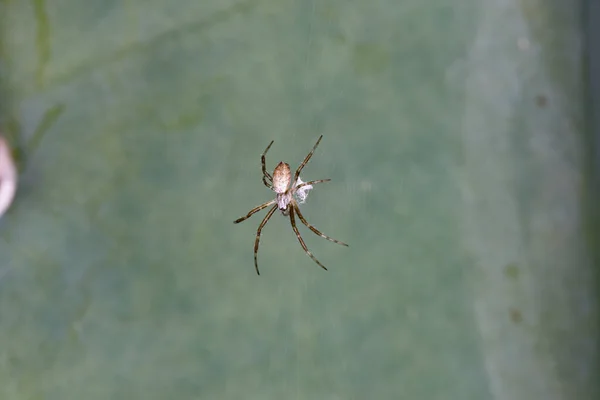 Argiope Nemhez Tartozó Brazil Pók — Stock Fotó