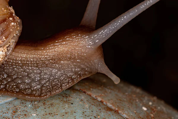 Keong Raksasa Afrika Dari Spesies Lissachatina Fulica — Stok Foto