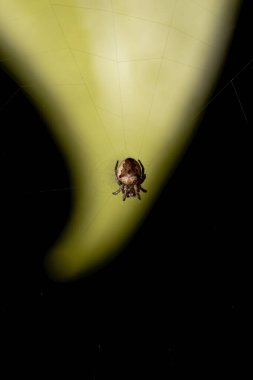Araneidae ailesinin Orbweaver 'ı