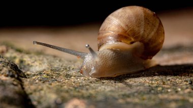 Lissachatina fulica türünün Afrika Dev Salyangozu