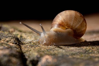 Lissachatina fulica türünün Afrika Dev Salyangozu