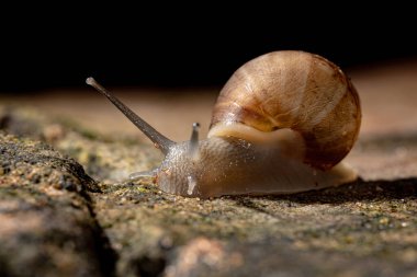 Lissachatina fulica türünün Afrika Dev Salyangozu