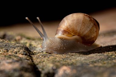 Lissachatina fulica türünün Afrika Dev Salyangozu