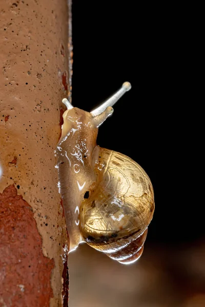 Caracol Gigante Africano Especie Lissachatina Fulica —  Fotos de Stock