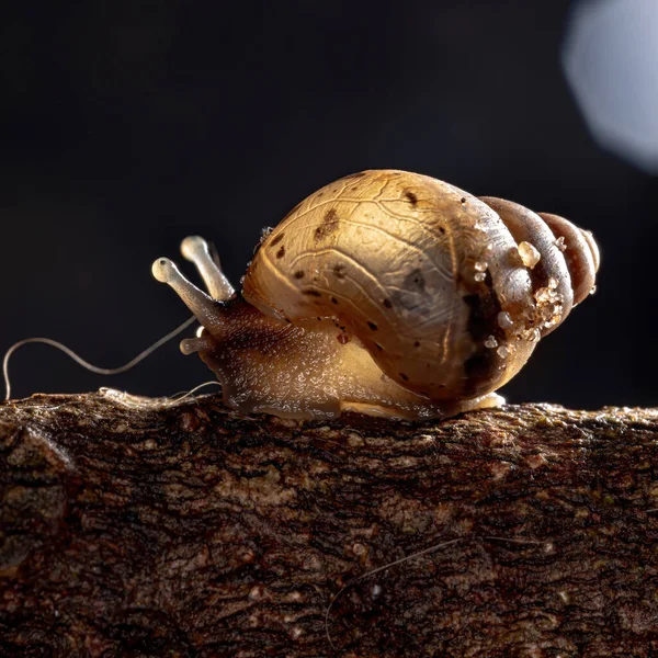 Keong Raksasa Afrika Dari Spesies Lissachatina Fulica — Stok Foto