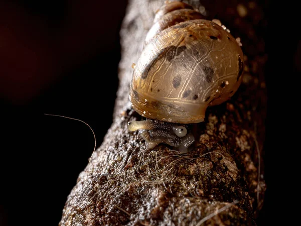 Caracol Gigante Africano Espécie Lissachatina Fulica — Fotografia de Stock