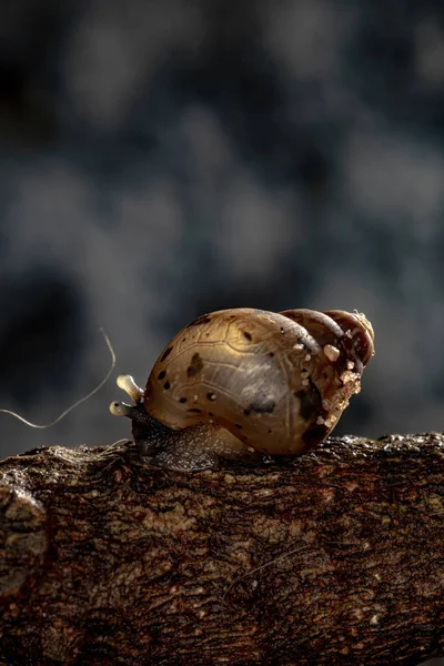 African Giant Snail of the species Lissachatina fulica