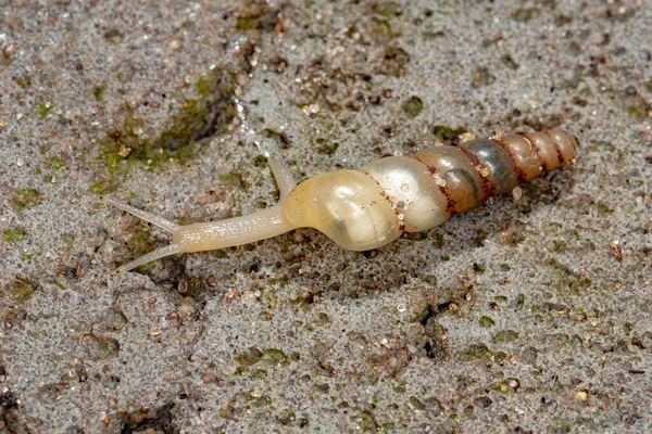 Miniature Awlsnail Species Subulina Octona — Stock Photo, Image
