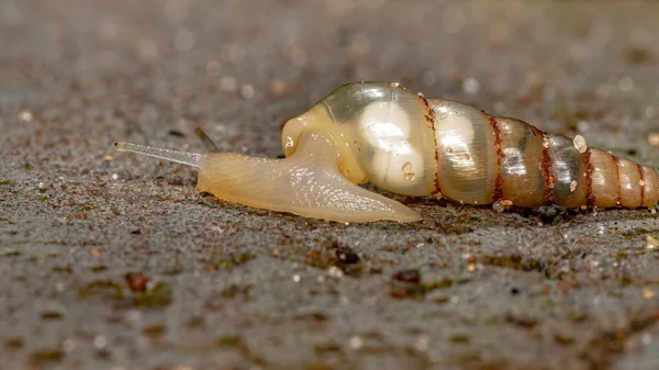 種のミニチュアアワルカタツムリ Subulina Octona — ストック写真