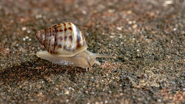 African Giant Snail Species Lissachatina Fulica — Stock Photo, Image