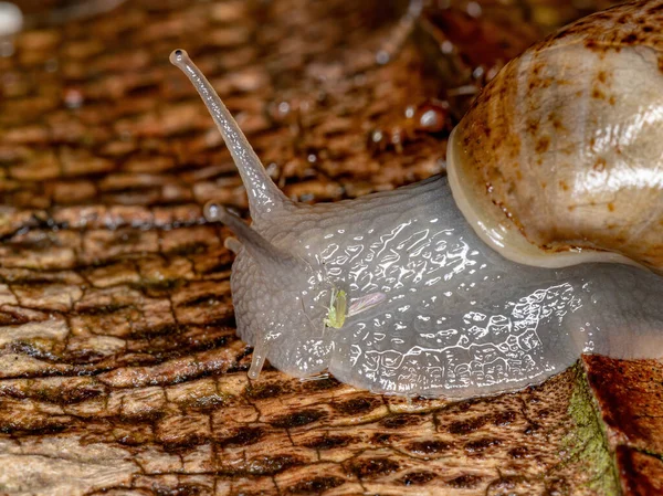 African Giant Snail Species Lissachatina Fulica — Stock Photo, Image